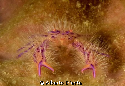 Nikon D70S - 105mm - DS160 strobo by Alberto D'este 